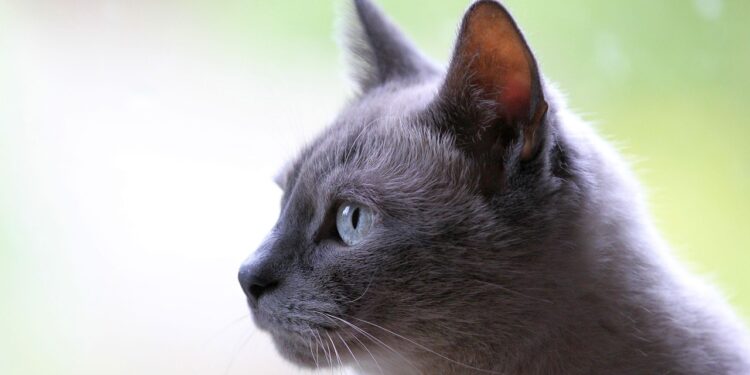 Perfect Cats for Busy Owners: Breeds That Thrive Alone