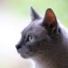 Perfect Cats for Busy Owners: Breeds That Thrive Alone