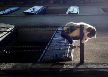 "Whiskers and Wonders: Adventures of a Feline Rascal