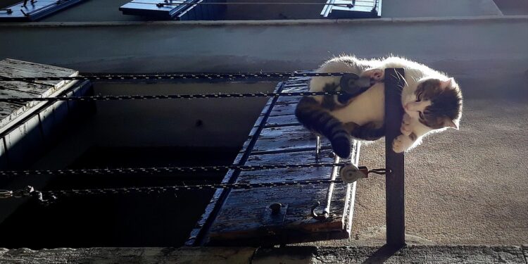 "Whiskers and Wonders: Adventures of a Feline Rascal