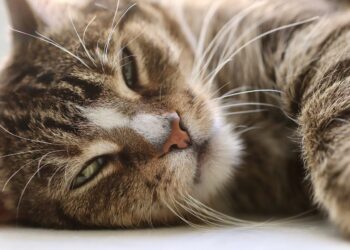 The Ideal Medium-Sized Cats for Apartment Living