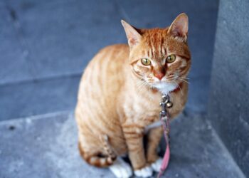 Unbreakable Bond: Finding the Perfect Heavy Duty Cat Leash