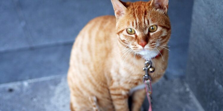 Unbreakable Bond: Finding the Perfect Heavy Duty Cat Leash