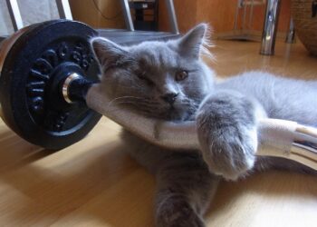 Unveiling the Secrets of Cat Communication: What Your Feline Really Means