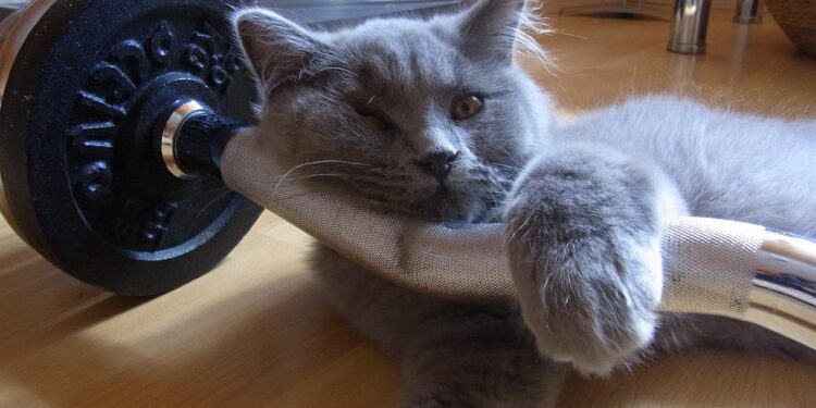 Unveiling the Secrets of Cat Communication: What Your Feline Really Means