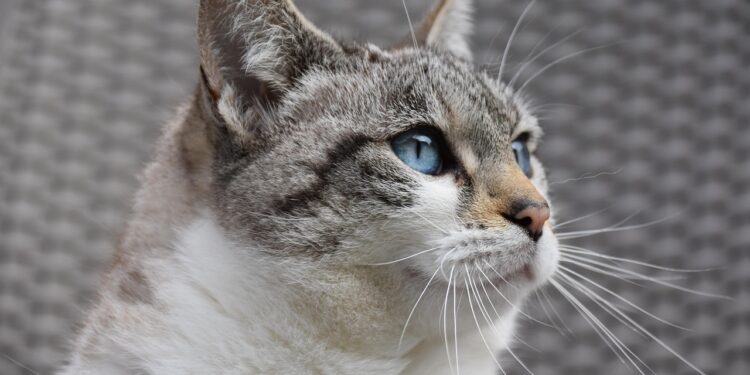 Choosing the Perfect Low-Shed Cat for Small Spaces