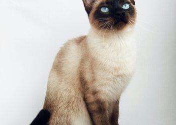 Understanding Feline Behavior: How Vaccinations Influence Your Cat’s Mood and Activity