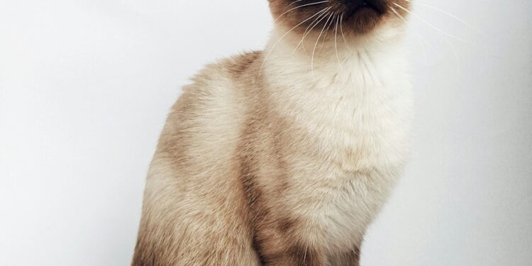 Understanding Feline Behavior: How Vaccinations Influence Your Cat’s Mood and Activity