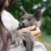 Understanding Cat Behavior Issues