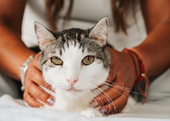 Understanding Cat Behavior: Common Issues and Effective Solutions