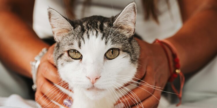 Understanding Cat Behavior: Common Issues and Effective Solutions