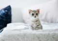 Mastering the Art of Cat Behavior Training