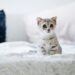Mastering the Art of Cat Behavior Training